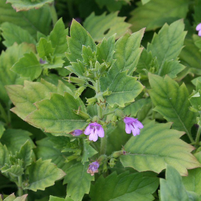 STM - Calamintha grandiflora