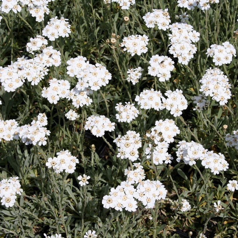 STM - Achillea ageratifolia