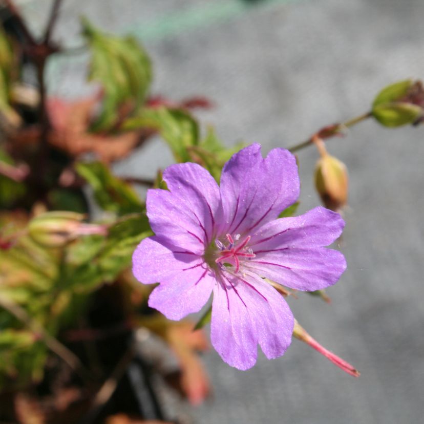 STM - Geranium nodosum 'Simon'