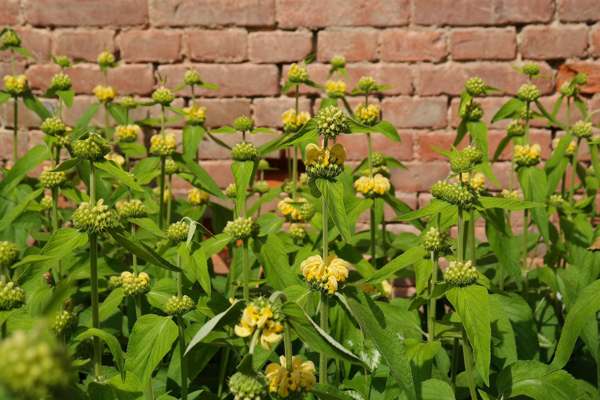 Phlomis russeliana