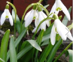 Galanthus nivalis-Schneeglöckchen