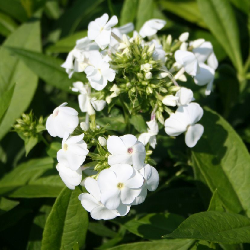 Phlox paniculata 'Rembrandt'