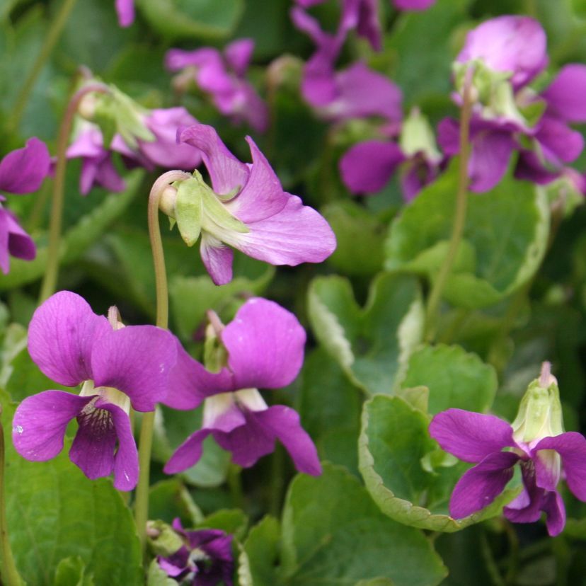 STM - Viola sororia 'Red Cloud'