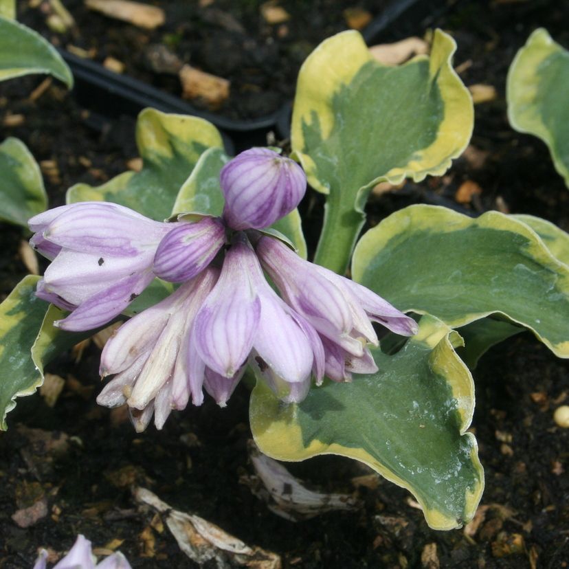 STM - Hosta hybr. 'Sun Mouse'