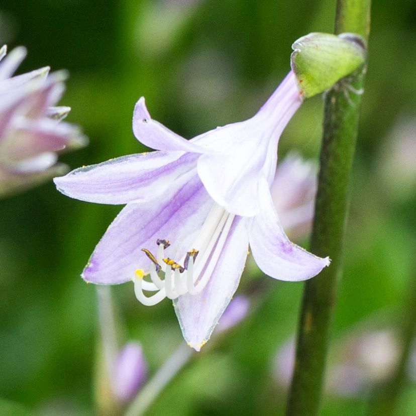 STM - Hosta nakaiana 'Harry van Trier'