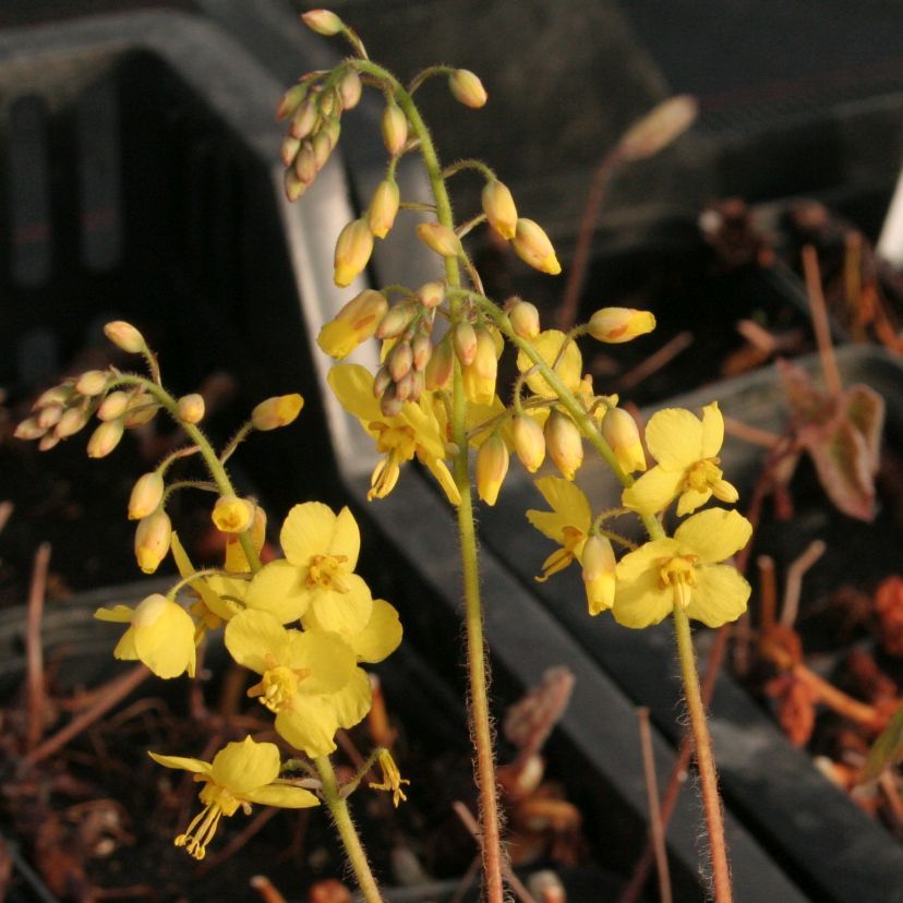 Epimedium perrald. 'Frohnleiten'