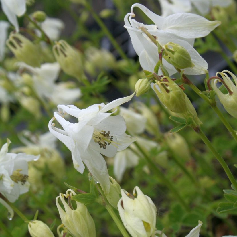 Aquilegia vulgaris 'Alba'