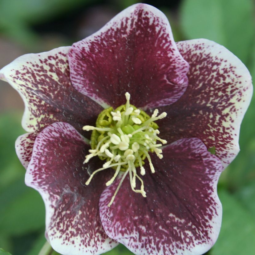 Helleborus orien. 'Pretty E.Spotted'