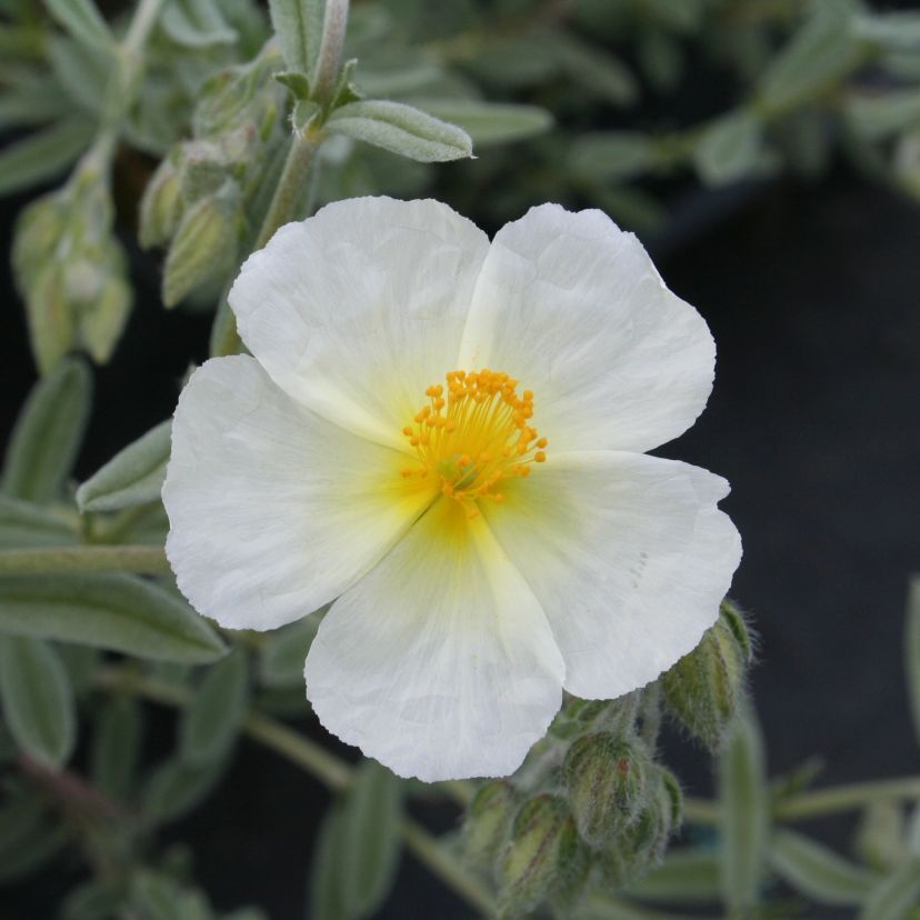 STM - Helianthemum hybr. 'Snow Queen'