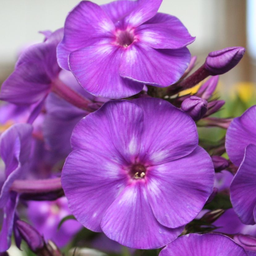 STM - Phlox panic. 'Adessa Purple Star'