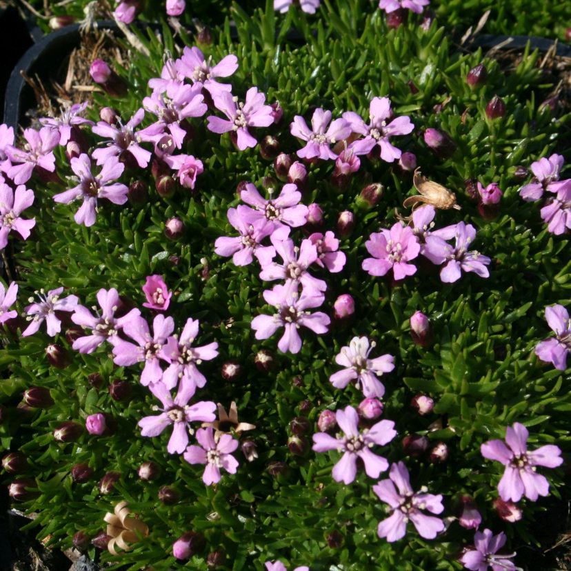 Silene acaulis