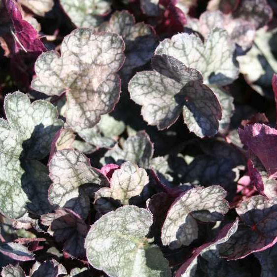 STM - Heuchera hybr. 'Prince of Silver'