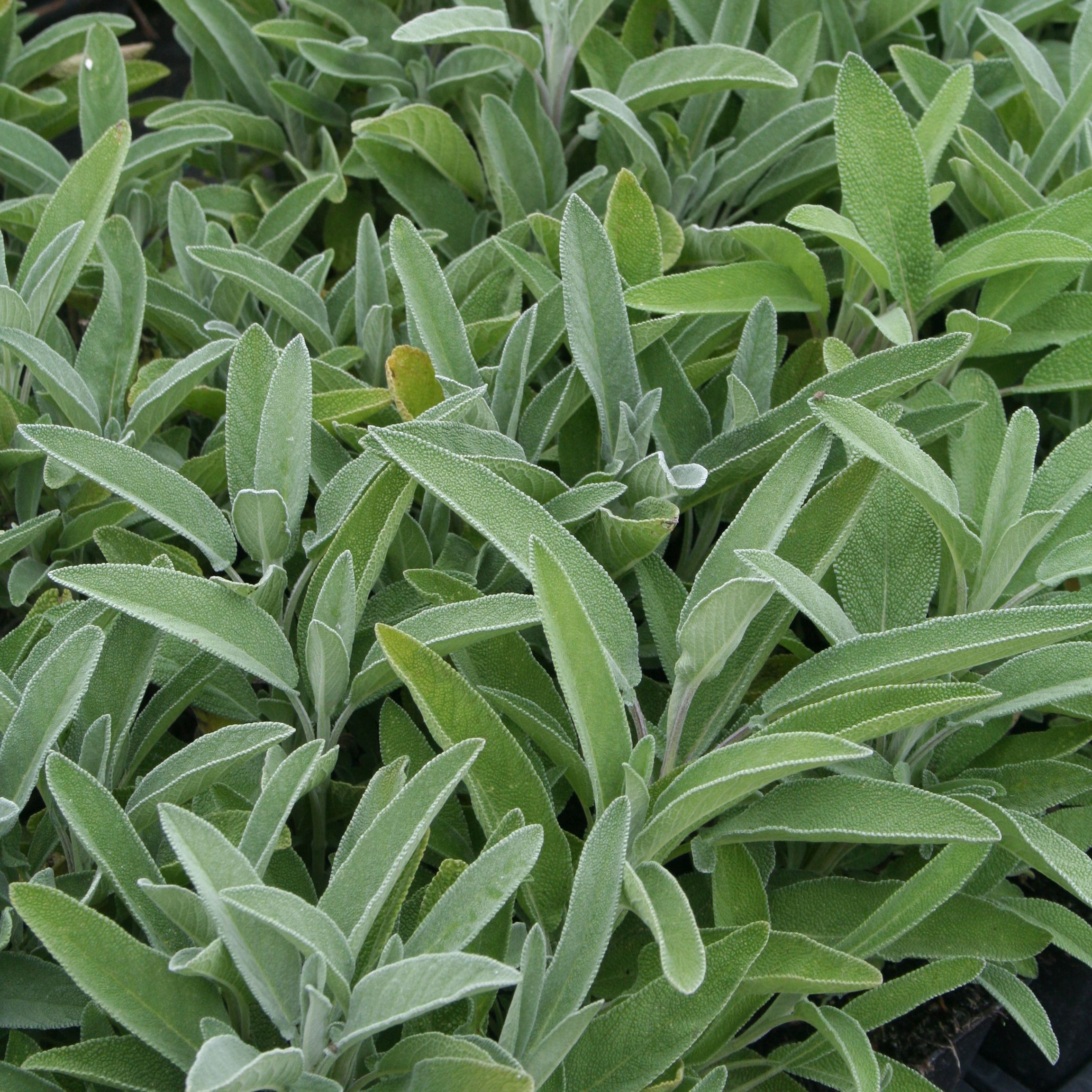 Salvia officinalis