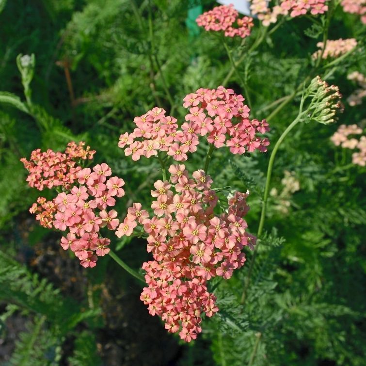 STM - Achillea millef. 'Lachsschönheit'