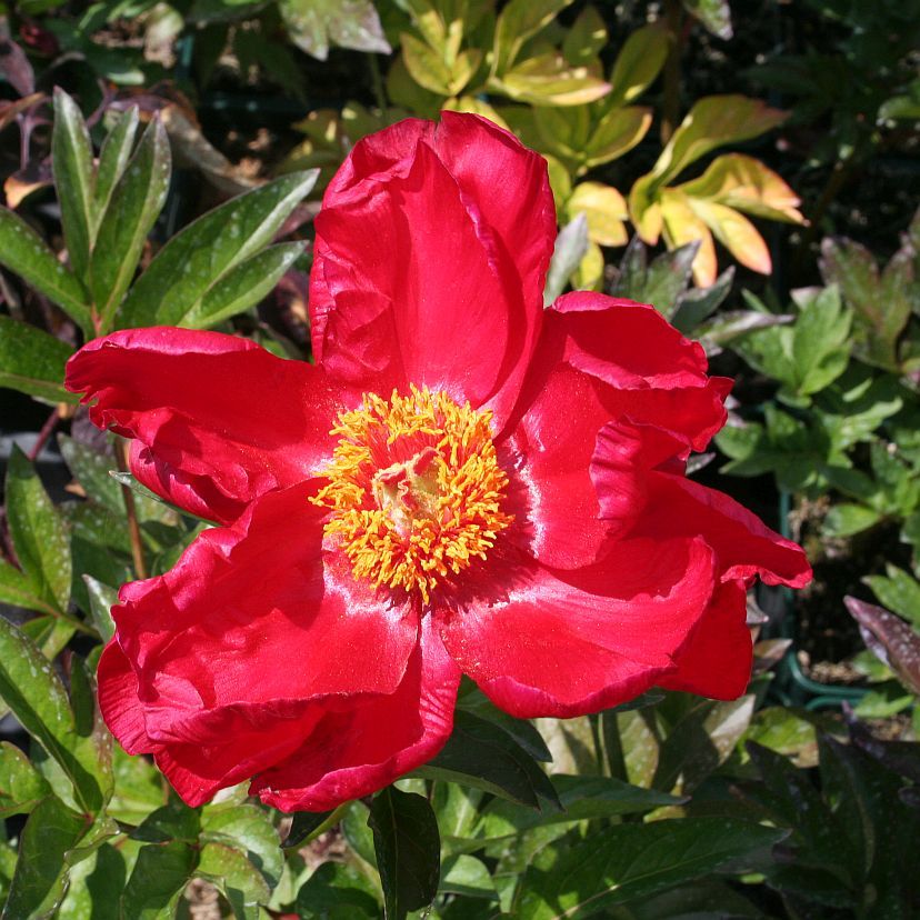 STM - Paeonia lact. 'Blaze'