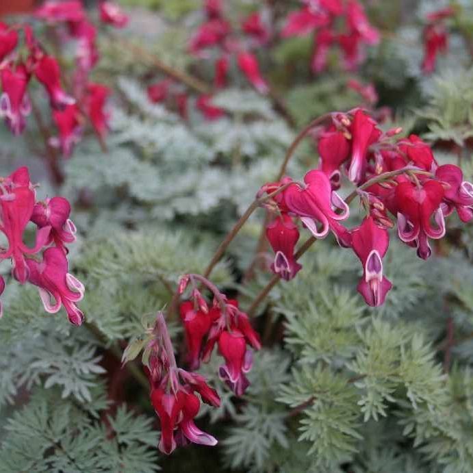 Dicentra formosa 'Burning Hearts'  -R-