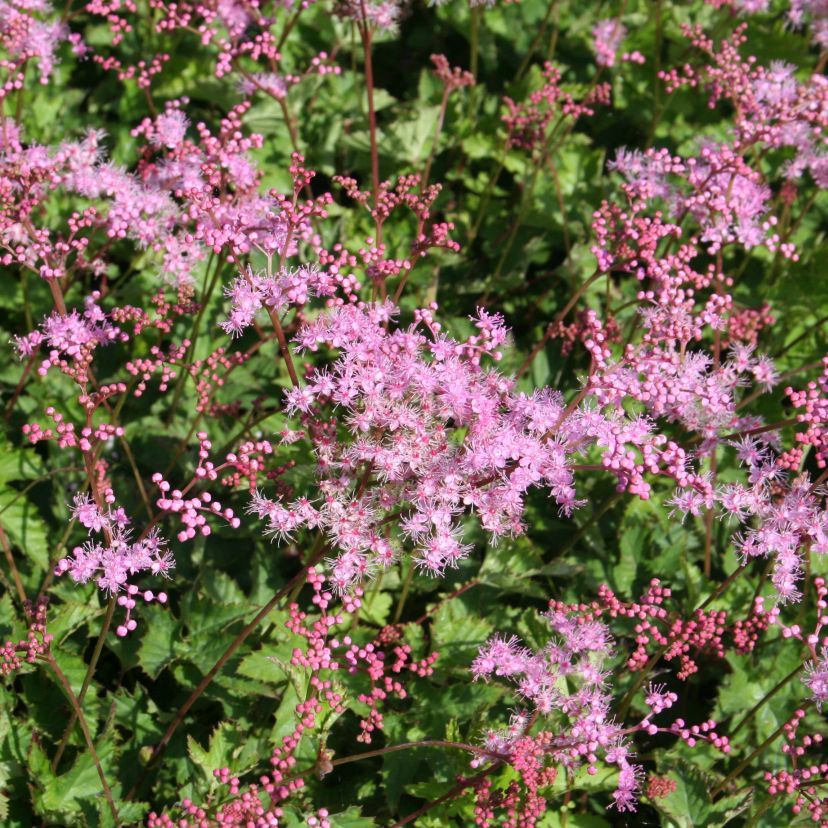 STM - Filipendula palmata 'Kahome'