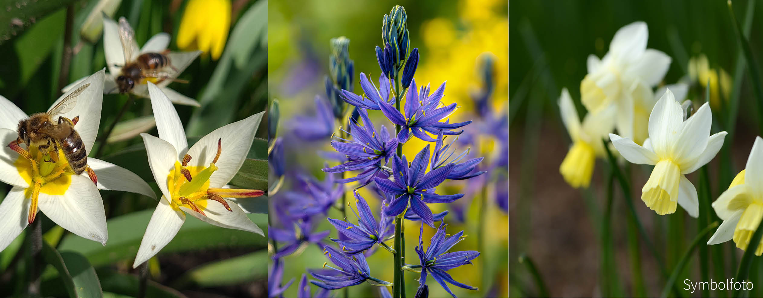 Dresdner Frühjahr FRÜHLINGSATEM Dresdner Frühjahr FRÜHLINGSATEM