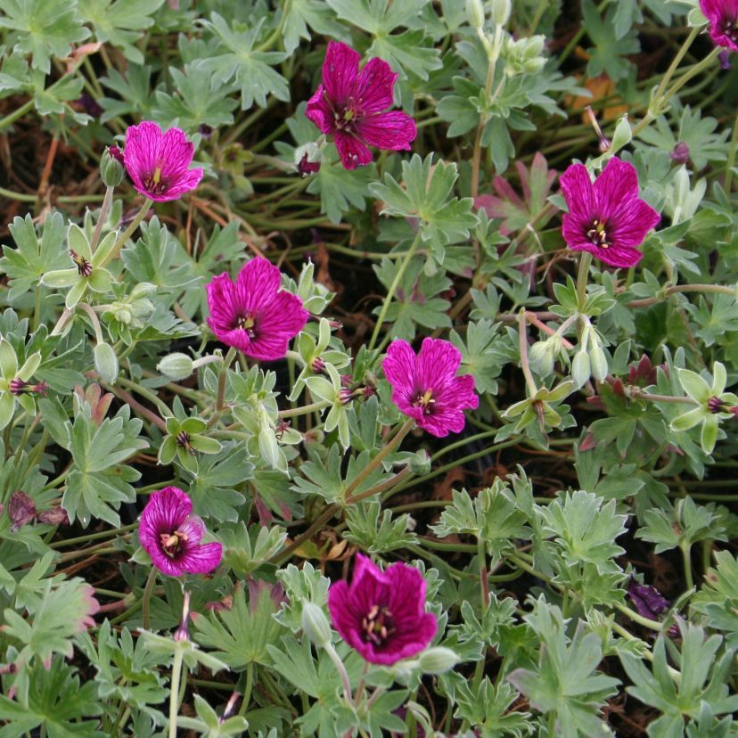 Geranium cinereum 'Purple Pillow'