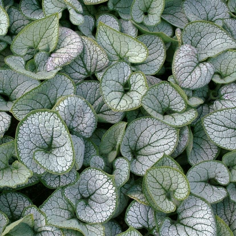 STM - Brunnera macrophylla 'Silver Heart'