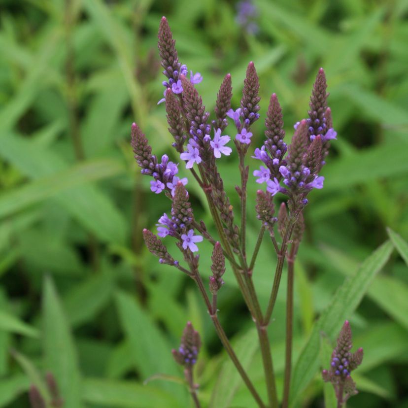 STM - Verbena hastata 'Blue Spires'