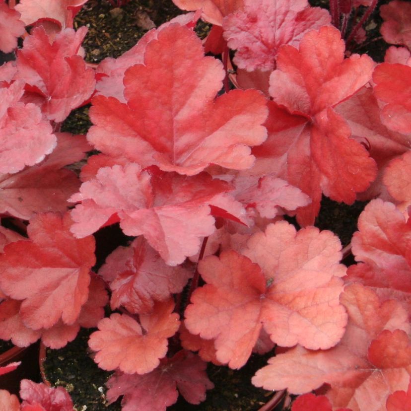 STM - Heuchera hybr. 'Forever Red'