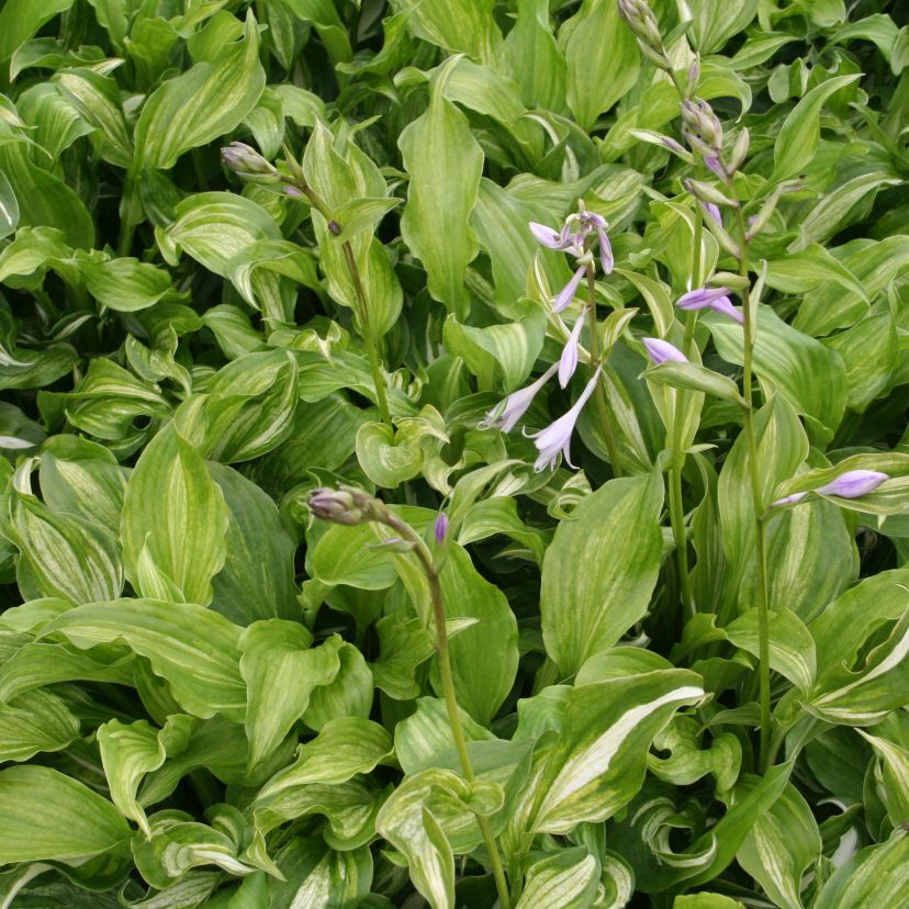 STM - Hosta undulata 'Mediovariegata'