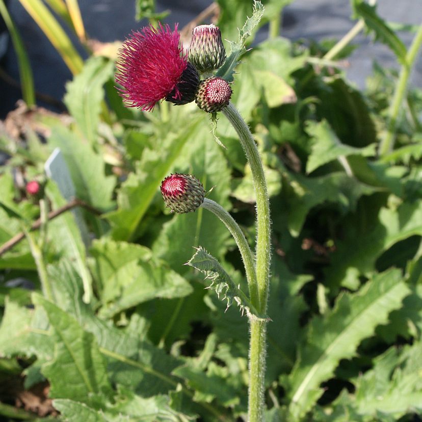 STM - Cirsium rivulare 'Atropurpureum'