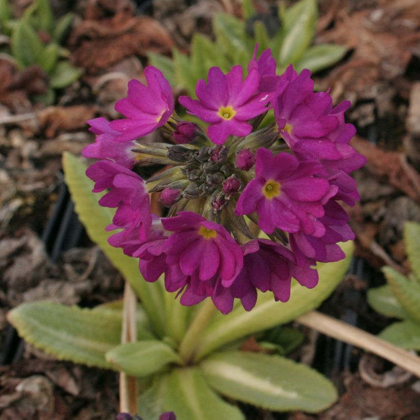 STM - Primula denticulata 'Prom Deep Rose'