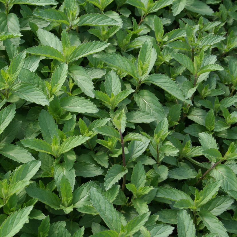 Mentha spicata 'Swiss'