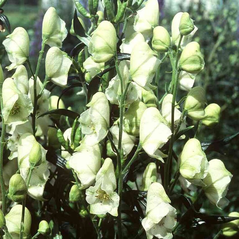 STM - Aconitum napellus 'Albus'