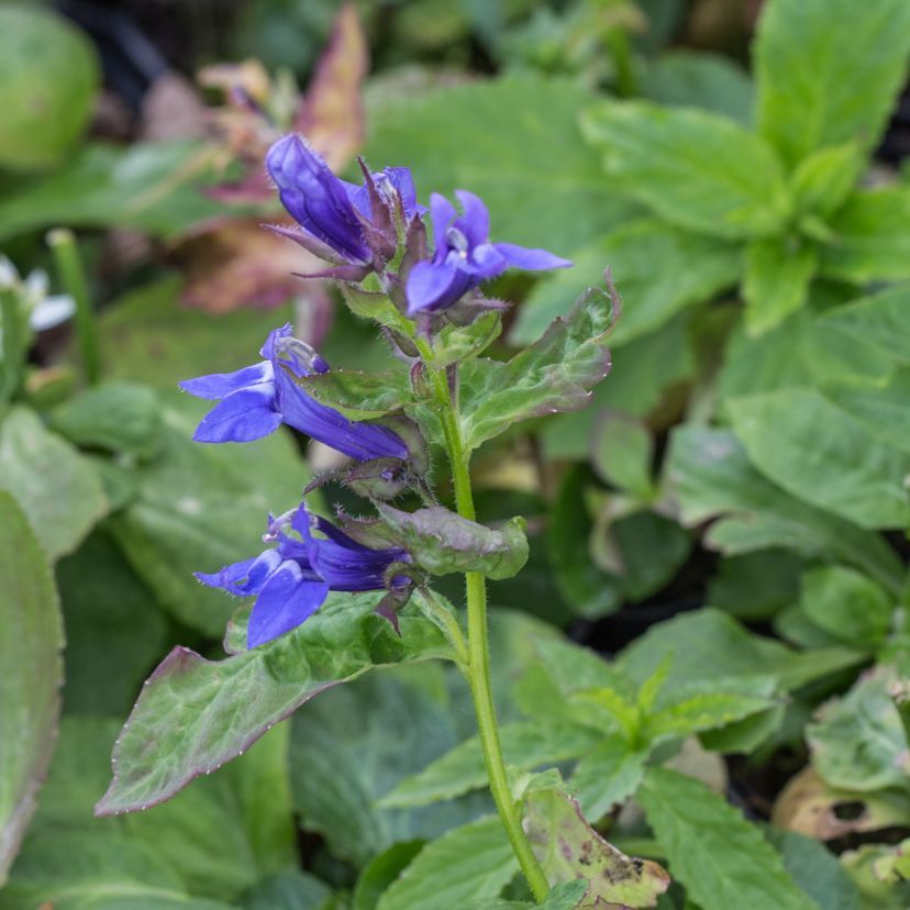 Lobelia siphilitica 'Blaue Auslese'