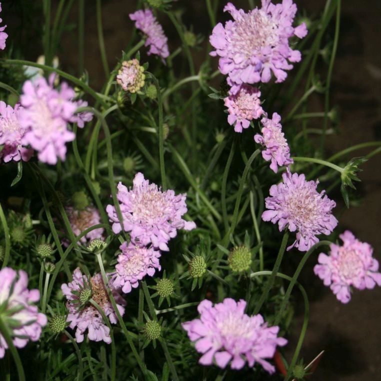 STM - Scabiosa columbaria 'Pink Mist'