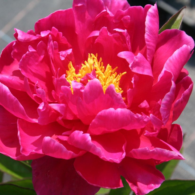 STM - Paeonia lact. 'Gen. Mac Mahon'