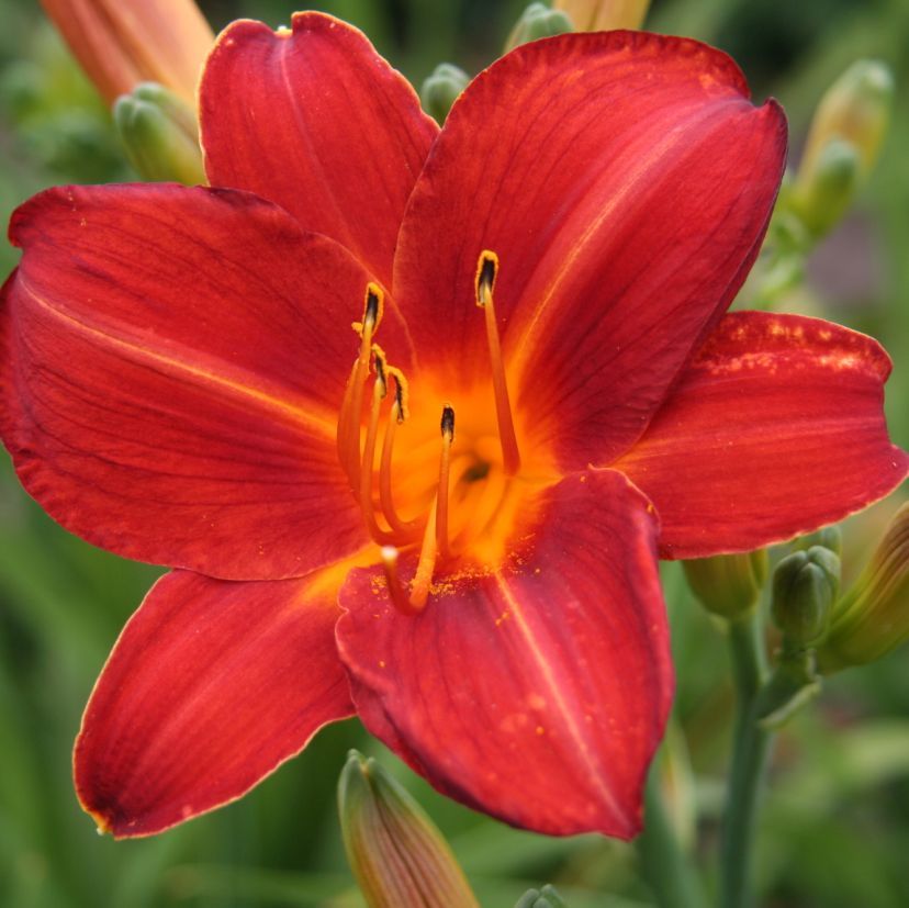 STM - Hemerocallis hybr. 'Chicago Apache'