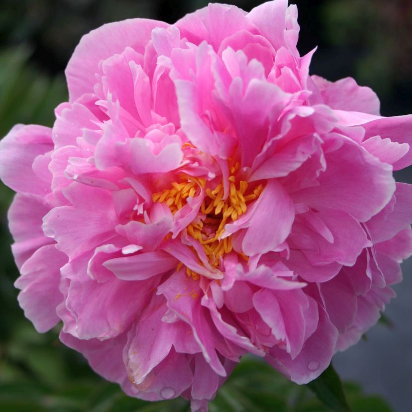 Paeonia lact. 'Miss Eckardt'
