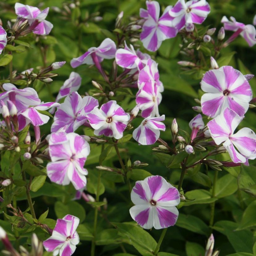 STM - Phlox panic. 'Candy Twist'