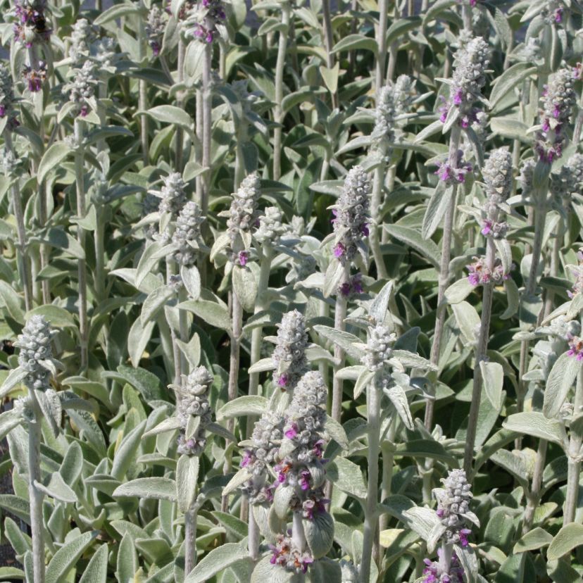 Stachys byzantina