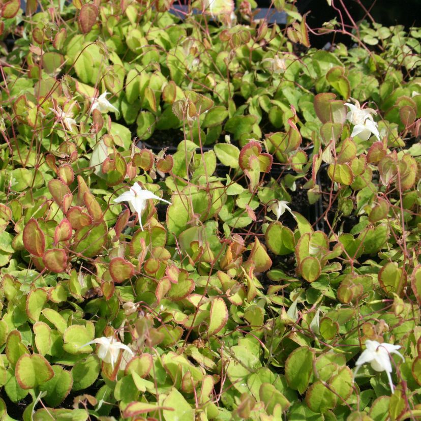 STM - Epimedium grdf. 'Nanum'