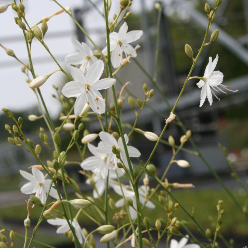 STM - Anthericum ramosum
