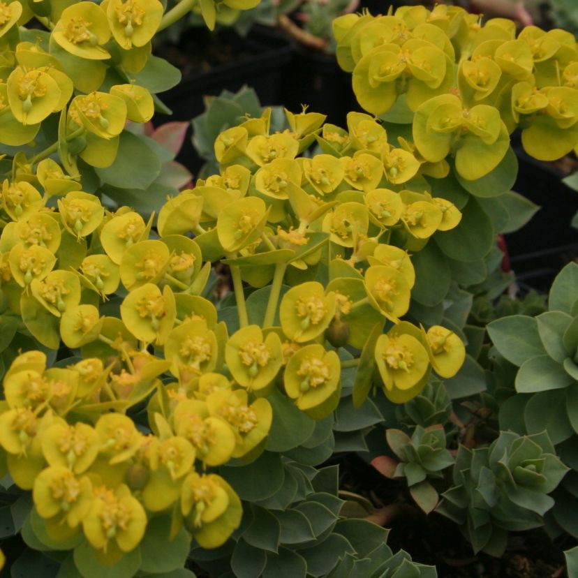 Euphorbia myrsinites