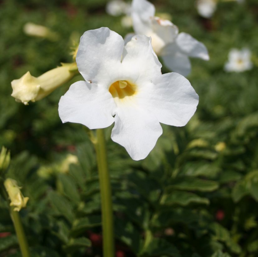 STM - Incarvillea delavayi 'Alba'