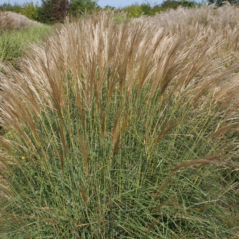 Miscanthus sinensis 'Adagio'