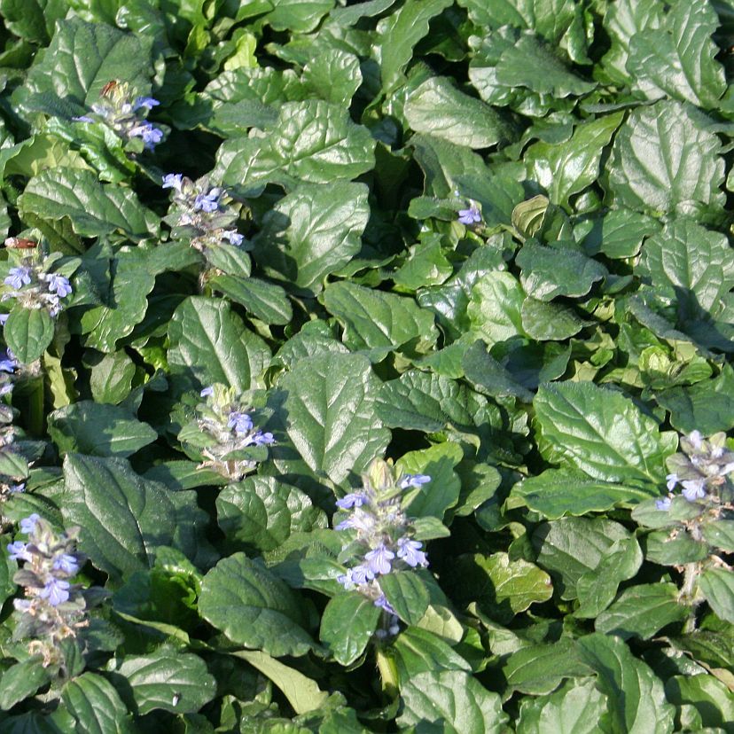 STM - Ajuga reptans