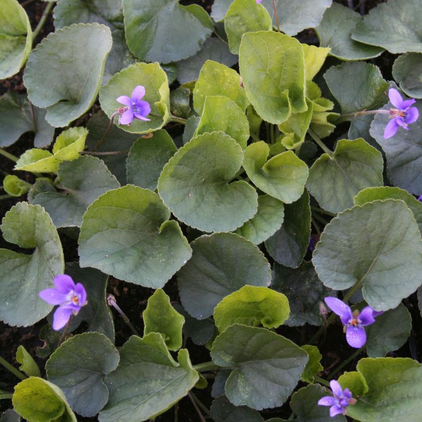 Viola odorata 'Königin Charlotte'