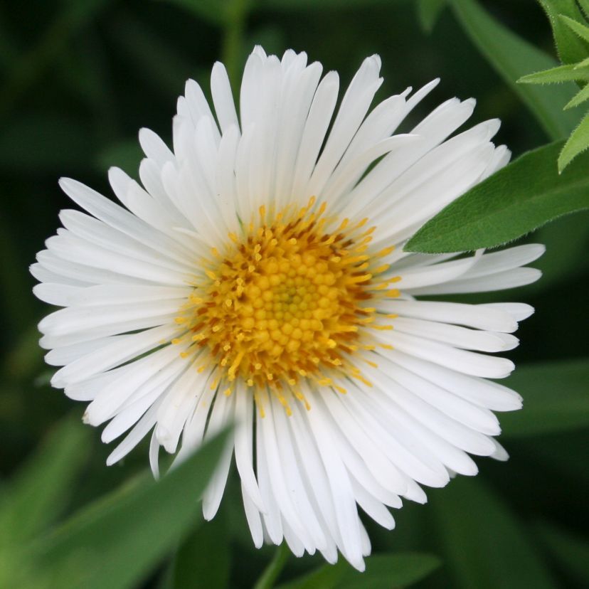 STM - Aster novae-angliae weiss