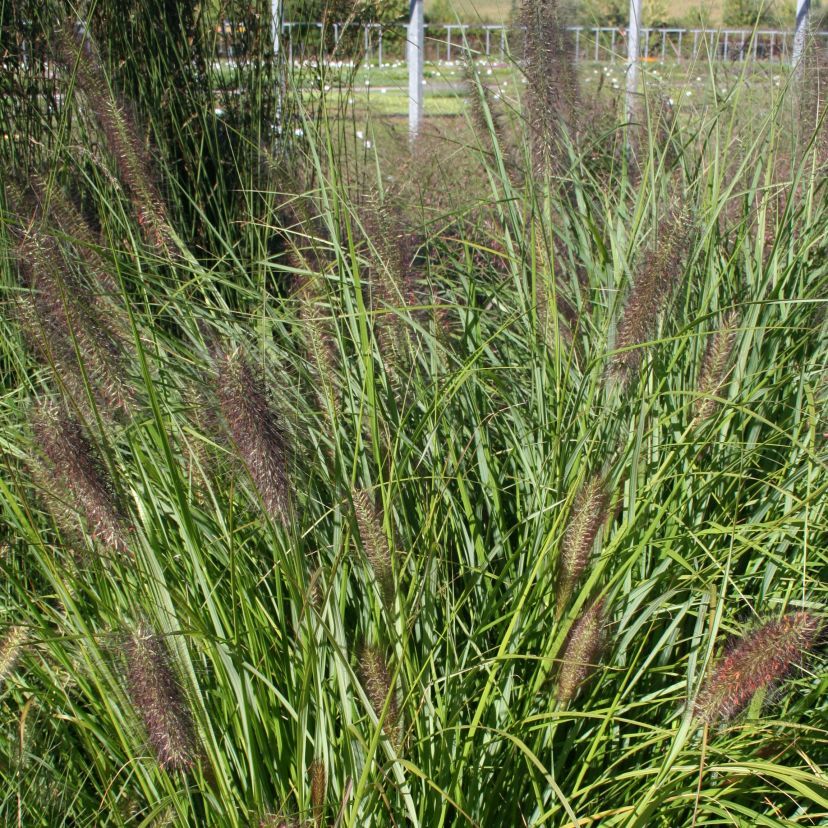 STM - Pennisetum alopec. 'Red Head'