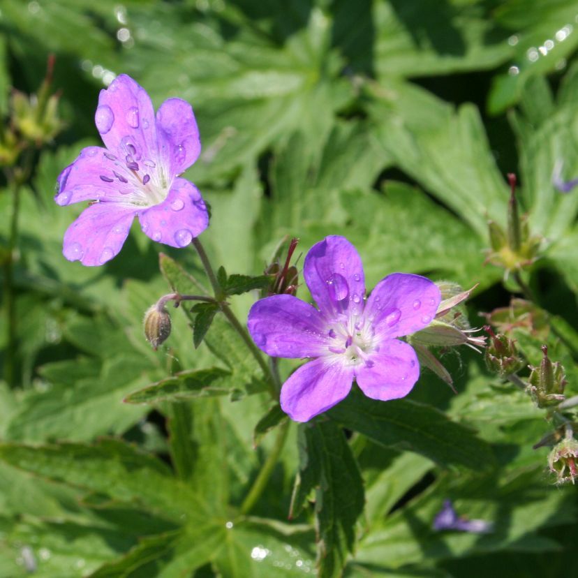 Geranium sylvaticum 'Mayflower'