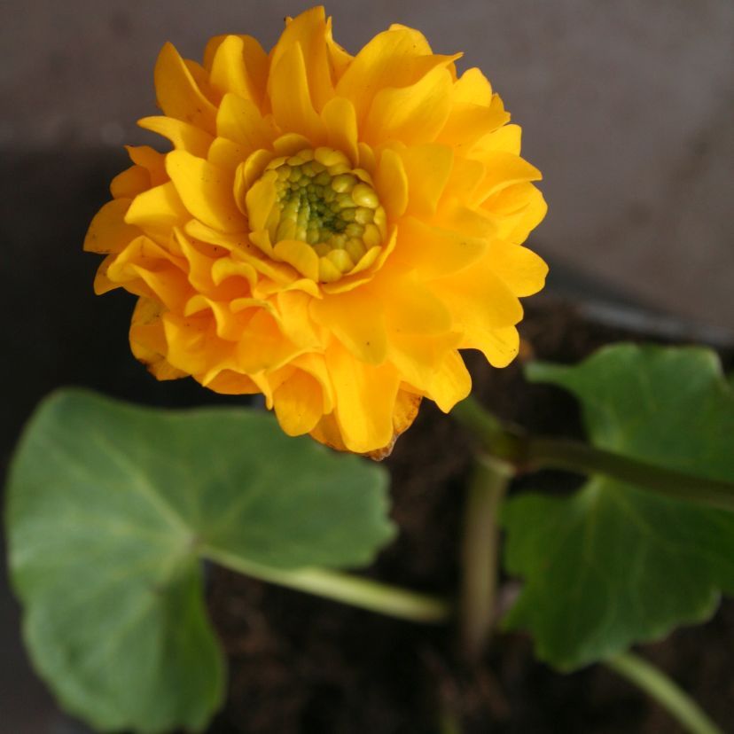 STM - Caltha palustris 'Multiplex'