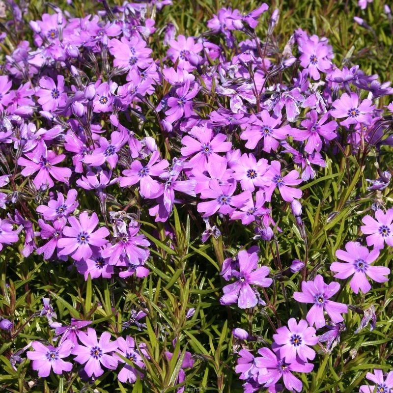 Phlox sub. 'Purple Beauty'